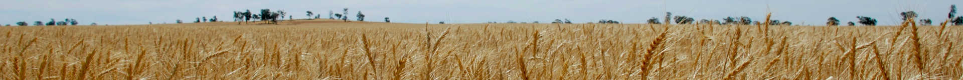 A wheat field shortly before harvest, with the horizon in the background