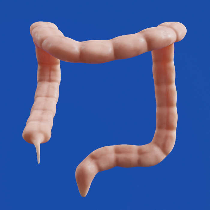 Illustration of the human large intestine on a blue background